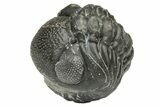 Wide, Enrolled Austerops Trilobite - Morocco #223973-2